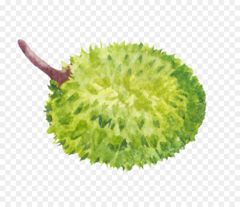 Stock Photography, Royaltyfree, Durian, Grass, Plant PNG Stock Photography, Royaltyfree, Durian, Grass, Plant PNG