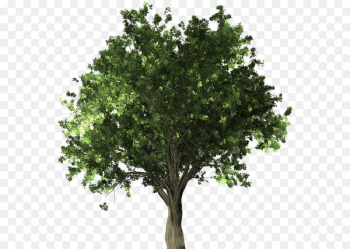 Stock photography stock.xchng Tree Royalty-free Image - baik graphic 