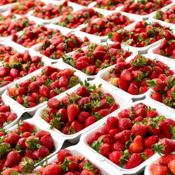 Strawberries in Packaging Containers Strawberries in Packaging Containers