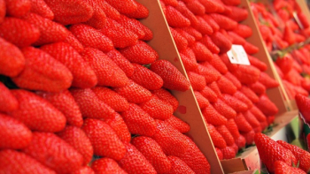 Strawberry Fruit Strawberry Fruit