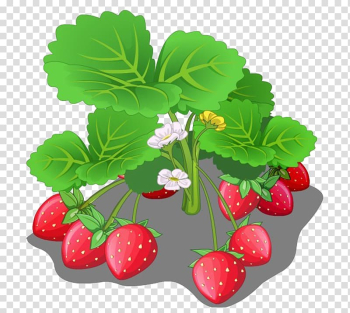 Strawberry Fruit Cartoon, strawberry transparent background PNG clipart Strawberry Fruit Cartoon, strawberry transparent background PNG clipart