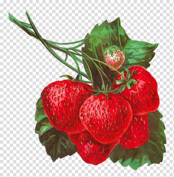 Strawberry Fruit , strawberry illustration transparent background PNG clipart Strawberry Fruit , strawberry illustration transparent background PNG clipart