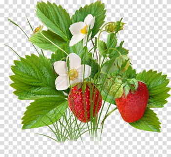 Strawberry Fruit, Strawberry tree transparent background PNG clipart Strawberry Fruit, Strawberry tree transparent background PNG clipart