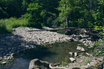 Stream Between Forest Stream Between Forest