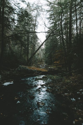 stream between tall tress stream between tall tress