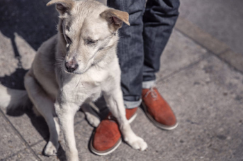 Street Dog Free Photo Street Dog Free Photo