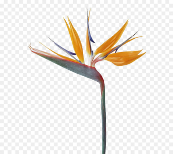 Strelitzia reginae Bird Flower bouquet - Unique shape of flowers 