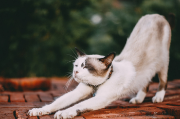 Stretching White Cat Stretching White Cat