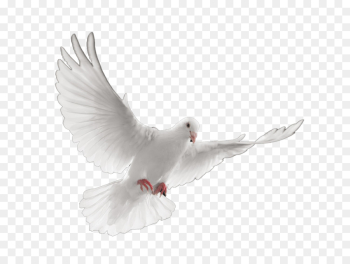 Stroud-Lawrence Funeral Home Cremation Death Funeral director ...
