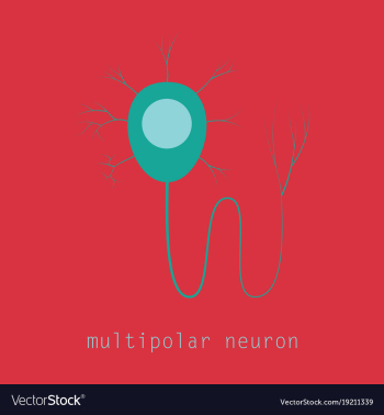 Structure of a motor neuron vector image Structure of a motor neuron vector image
