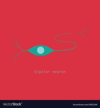 Structure of a motor neuron vector image Structure of a motor neuron vector image