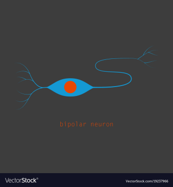 Structure of a motor neuron vector image Structure of a motor neuron vector image