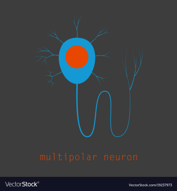Structure of a motor neuron vector image Structure of a motor neuron vector image