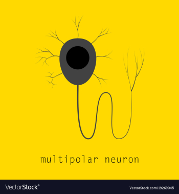 Structure of a motor neuron vector image Structure of a motor neuron vector image
