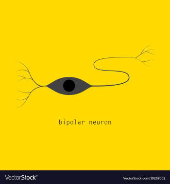 Structure of a motor neuron vector image Structure of a motor neuron vector image
