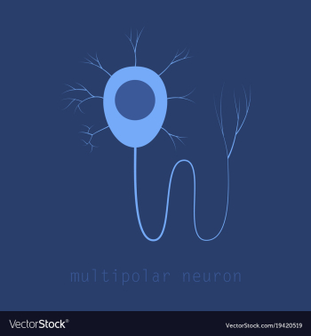 Structure of a motor neuron vector image Structure of a motor neuron vector image