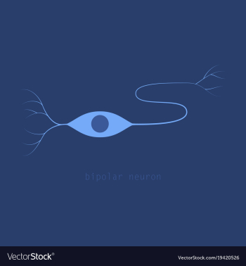 Structure of a motor neuron vector image Structure of a motor neuron vector image