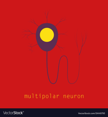 Structure of a motor neuron vector image Structure of a motor neuron vector image