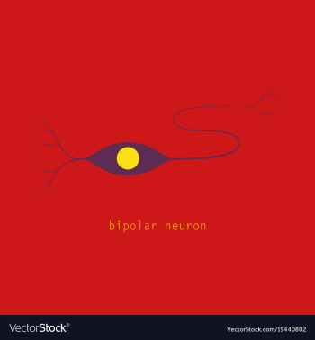 Structure of a motor neuron vector image Structure of a motor neuron vector image