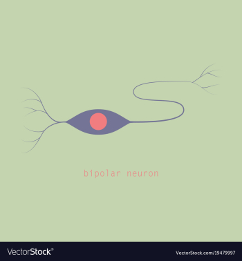Structure of a motor neuron vector image Structure of a motor neuron vector image