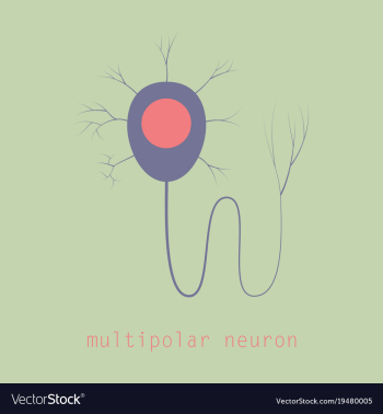 Structure of a motor neuron vector image Structure of a motor neuron vector image