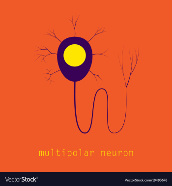 Structure of a motor neuron vector image Structure of a motor neuron vector image