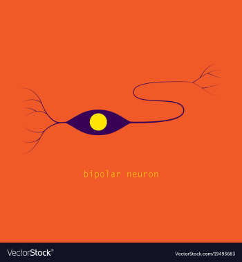Structure of a motor neuron vector image Structure of a motor neuron vector image