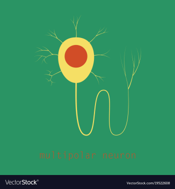 Structure of a motor neuron vector image Structure of a motor neuron vector image