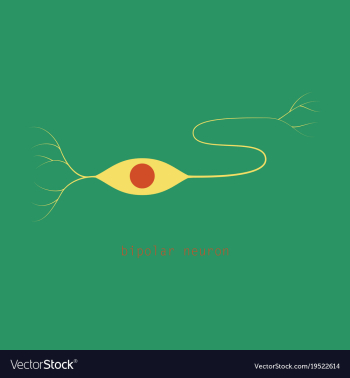 Structure of a motor neuron vector image Structure of a motor neuron vector image