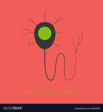 Structure of a motor neuron vector image Structure of a motor neuron vector image