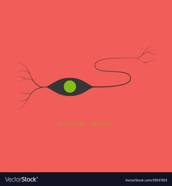 Structure of a motor neuron vector image Structure of a motor neuron vector image