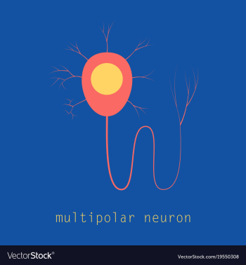 Structure of a motor neuron vector image Structure of a motor neuron vector image