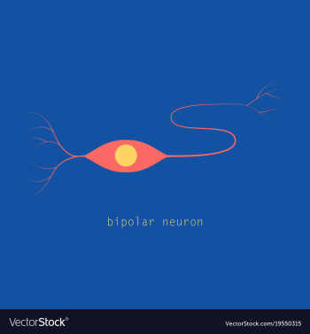 Structure of a motor neuron vector image Structure of a motor neuron vector image