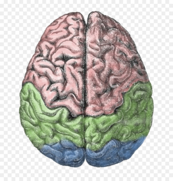 Structure of the human brain Lateralization of brain function - brain 