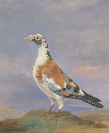 Studies of carrier pigeon | Free Photo - rawpixel Studies of carrier pigeon | Free Photo - rawpixel