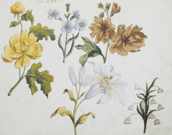 Studies of Five Flowers (Tab: | Free Photo - rawpixel Studies of Five Flowers (Tab: | Free Photo - rawpixel