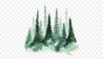 Study of a Tree Watercolor painting Pine - forest Study of a Tree Watercolor painting Pine - forest