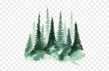 Study Of A Tree Watercolor Painting Pine - Watercolor Trees Study Of A Tree Watercolor Painting Pine - Watercolor Trees