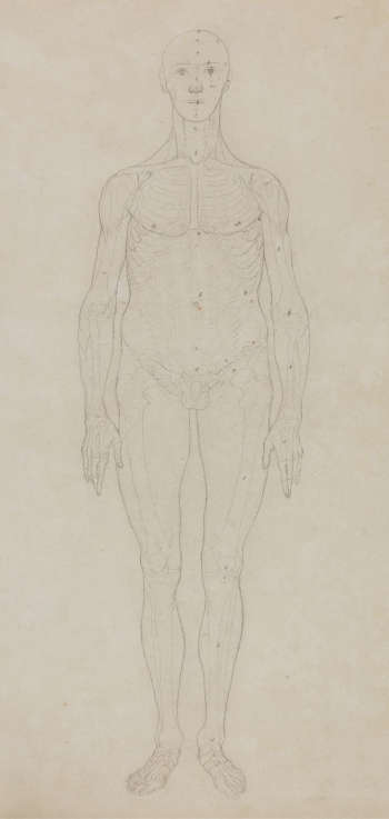 Study of the Human Figure, | Free Photo - rawpixel Study of the Human Figure, | Free Photo - rawpixel