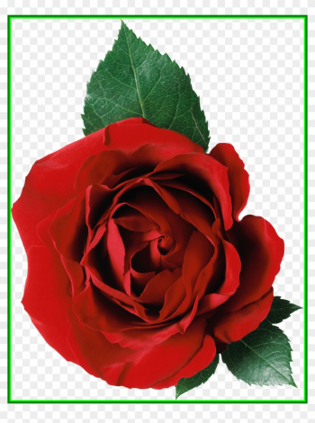 Stunning Rose Png Image Picture Pict Of Flower No Background - Rose