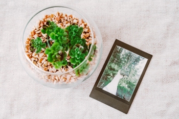 Succulent Plant and Photo Succulent Plant and Photo