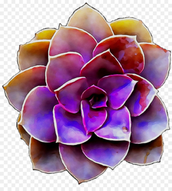 Succulent plant Cactus Echeveria Cacti & Succulents Plants - Succulent plant Cactus Echeveria Cacti & Succulents Plants -