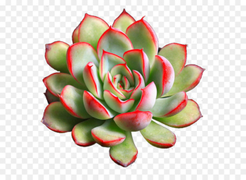 Succulent plant Grow light - Succulents 3 Succulent plant Grow light - Succulents 3