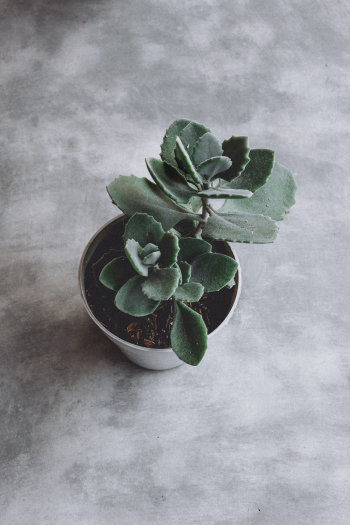 Succulent Plant on Pot Succulent Plant on Pot