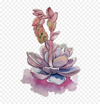 Succulent plant Purple - Purple fleshy Succulent plant Purple - Purple fleshy