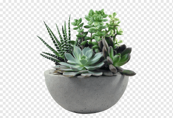 succulent plant, Succulent plant Gardening Flower, plant, cactaceae, cactus, plants png