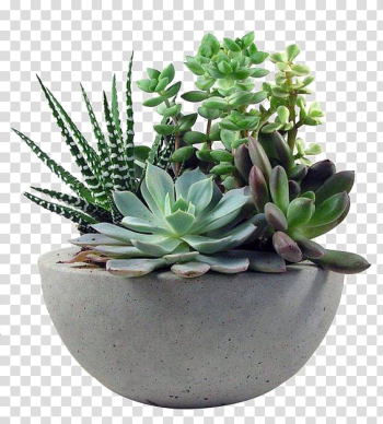 Succulent plant, Succulent plant Gardening Flower, plant transparent background PNG clipart