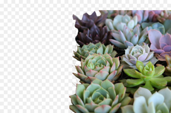 Succulent plant Succulents and Cactus Pumpkin + Succulent Workshop Succulent Garden Workshop - plants 