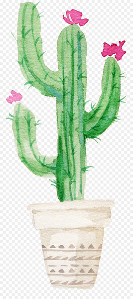 Succulent plant Watercolor painting Drawing Cactaceae - Flowering Cactus 
