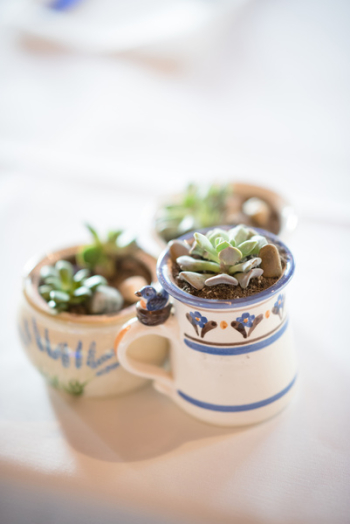 Succulent Plants in White-and-blue Ceramic Mugs